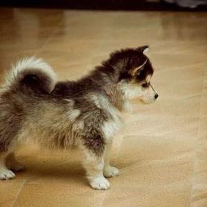 Meet your Posher, Allen